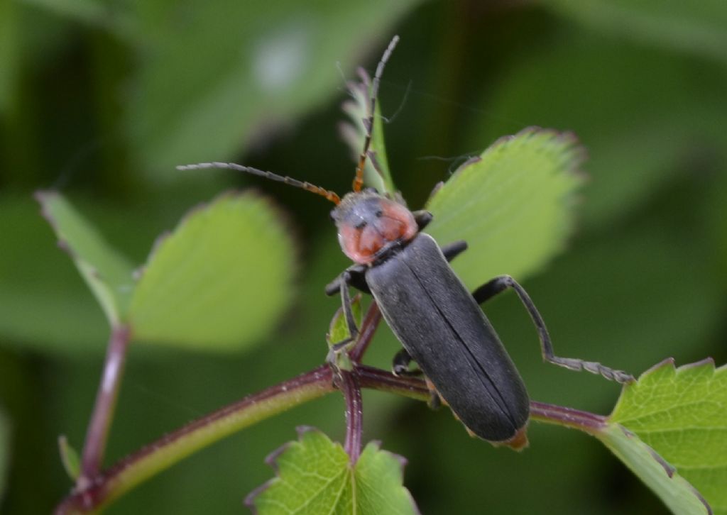 Coleottero  id. - Cantharis fusca